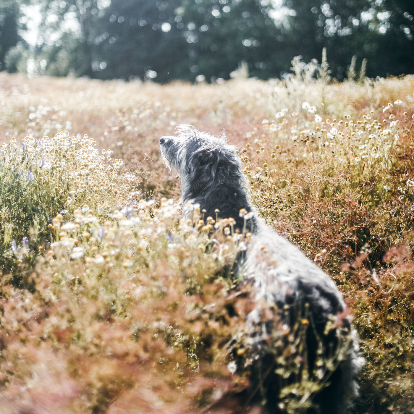 Viski scottish deerhound Niki Newd Family